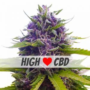 blueberry marijuana seeds high cbd feminized 480x480px