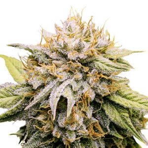 mango kush feminized marijuana seeds 480x480