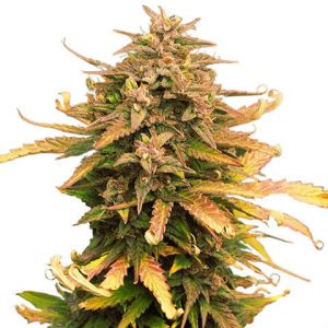 moby dick feminized marijuana seeds 480x480px
