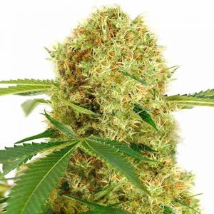 white widow marijuana seeds feminized 480x480px