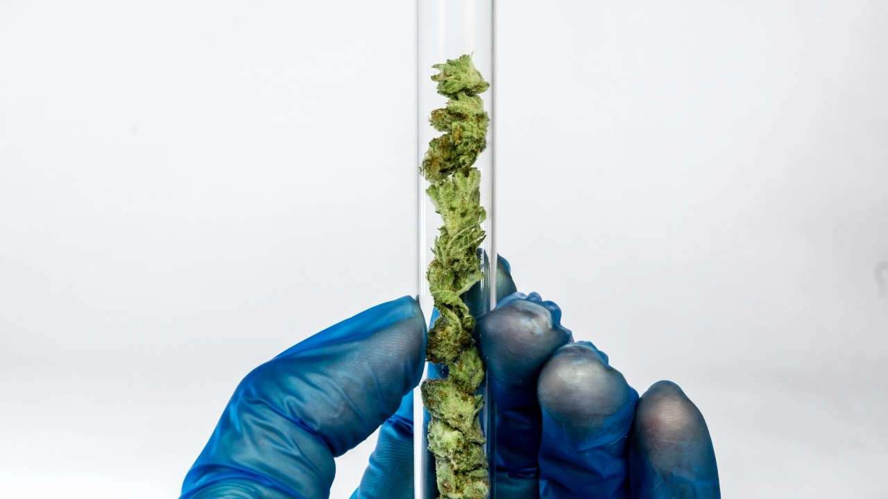 Washington state cannabis regulator gives pesticide contamination update
